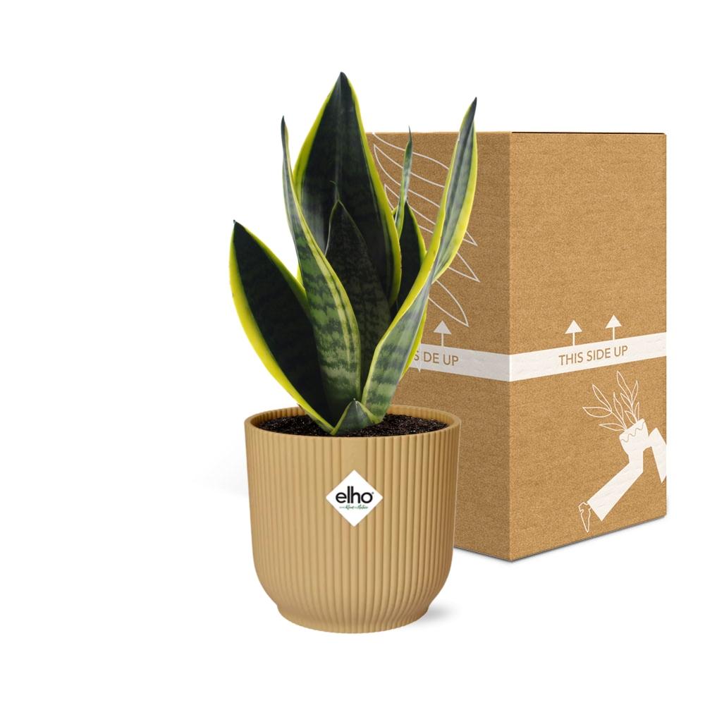 Sansevieria Futura Superba in ELHO Vibes Fold 14cm yellow