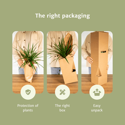 2x Sansevieria Laurentii - Mother-in-law's tongue - 40cm - ø14