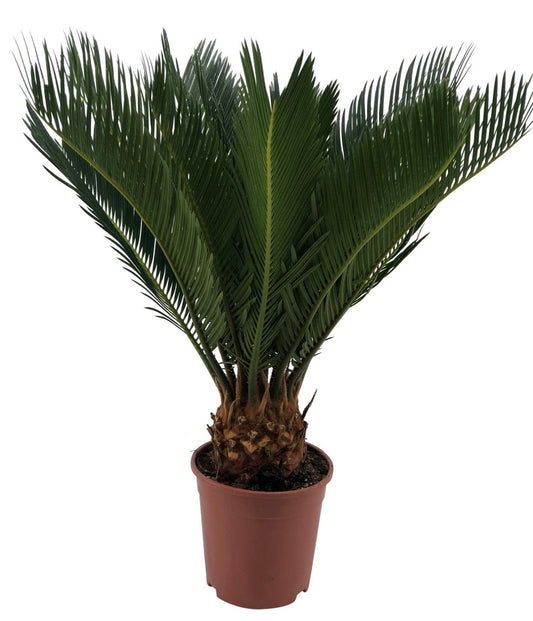 Cycas Revoluta 10+ Feuille - Ø12cm - ↕45cm