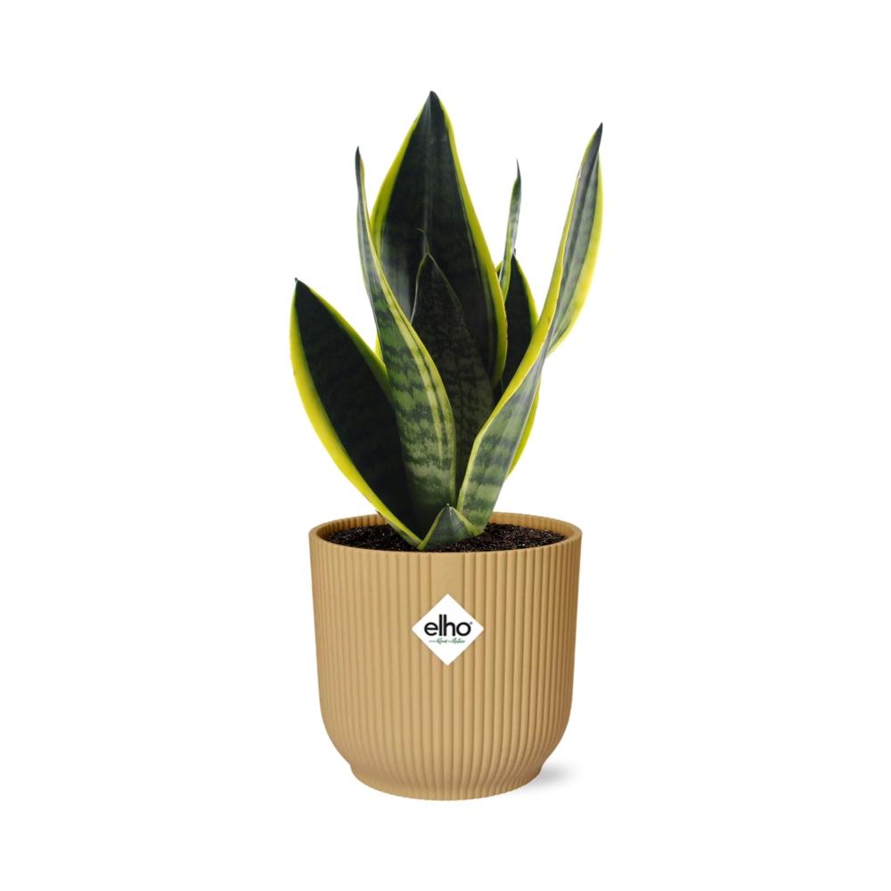 Sansevieria Futura Superba in ELHO Vibes Fold 14cm yellow