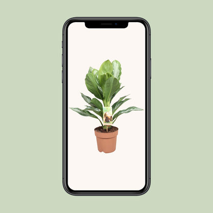 Aglaonema Silver Bay - Arbre à feuilles persistantes de Chine - Ø 17 cm - ↕ 55 cm