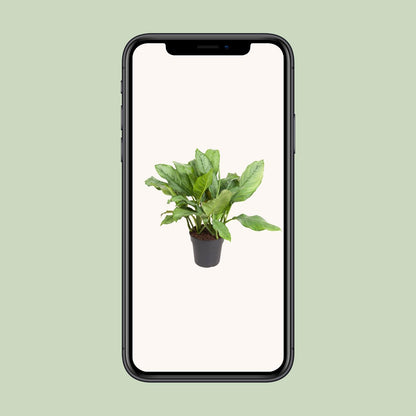 Aglaonema BJ, Freedman - Ø24cm - ↕70cm