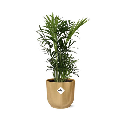 Chamaedorea Elegans in ELHO Vibes Fold 14cm yellow