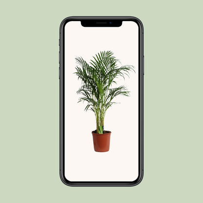 Dypsis Lutescens (Aréca) A2 - Ø24cm - ↕120cm