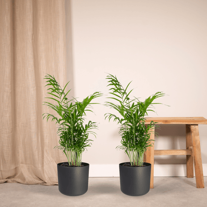 Chamaedorea Elegans (Mexican Mountain Palm) - 2 pieces - Ø17cm - ↕55cm