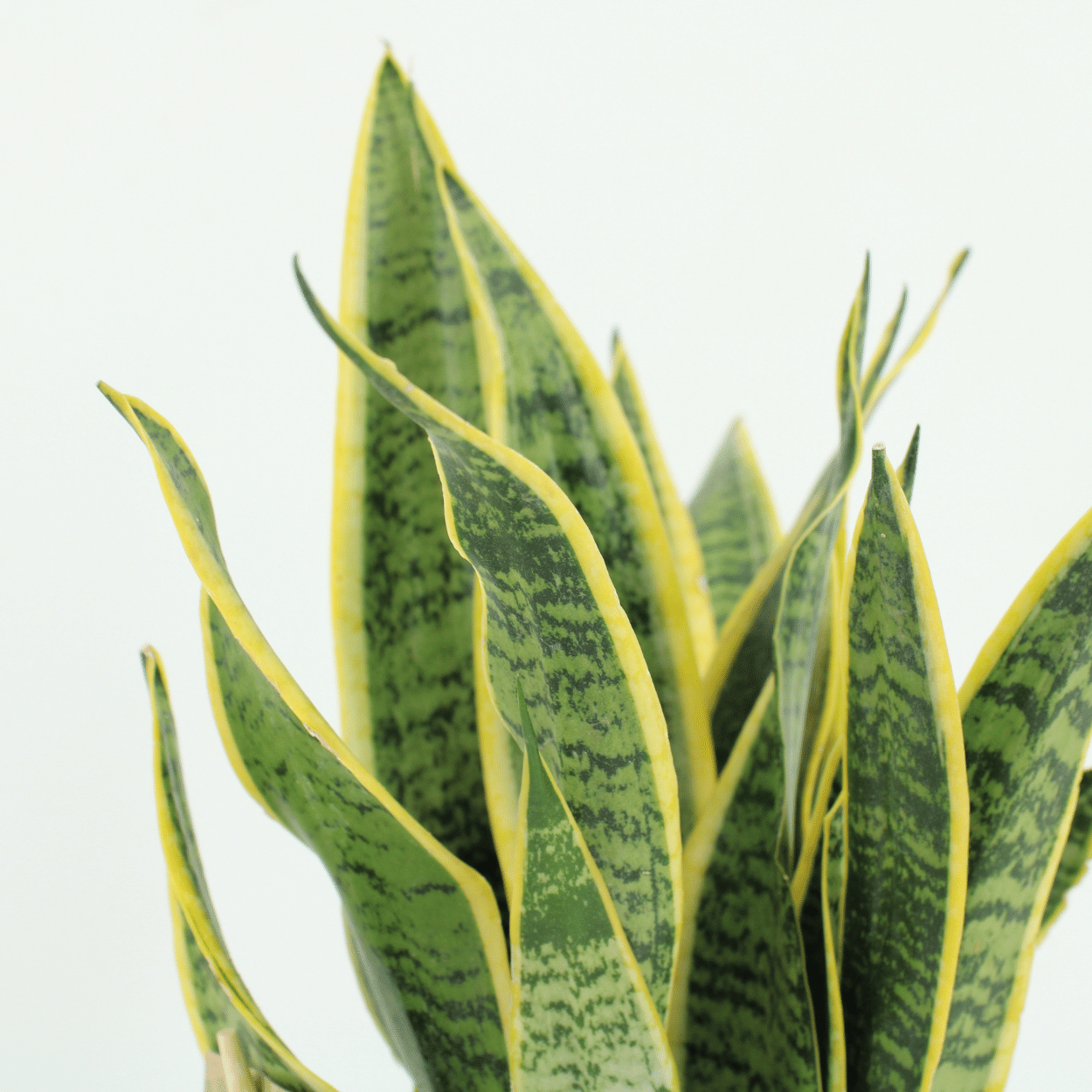 2x Sansevieria Laurentii - Mother-in-law's tongue - 40cm - ø14