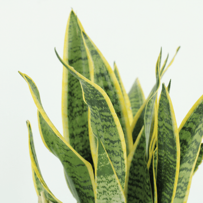 2x Sansevieria Laurentii - Mother-in-law's tongue - 40cm - ø14