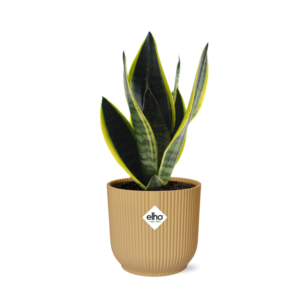 Sansevieria Futura Superba in ELHO Vibes Fold 14cm yellow