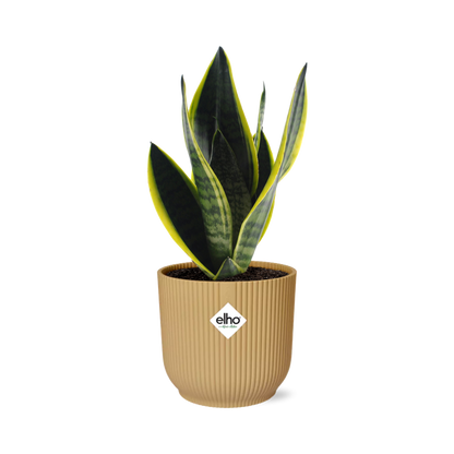 Sansevieria Futura Superba in ELHO Vibes Fold 14cm yellow