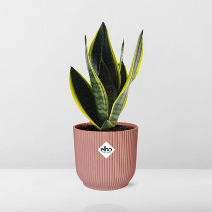 Sansevieria Futura Superba in ELHO Vibes Fold 14cm pink