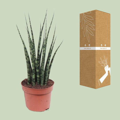 Sansevieria Fernwood Mikado - Ø12cm - ↕40cm