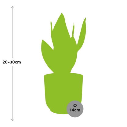 Sansevieria Futura Superba in ELHO Vibes Fold 14cm yellow