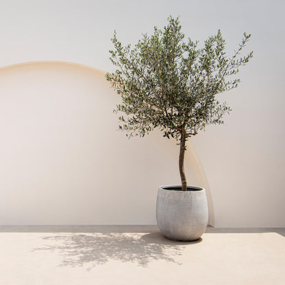 Green boutiQ - Plante de jardin - Olea Europaea - Plante sur tige - Plante de terrasse - Persistante - Peu d'entretien - Pot 19cm Hauteur 90cm