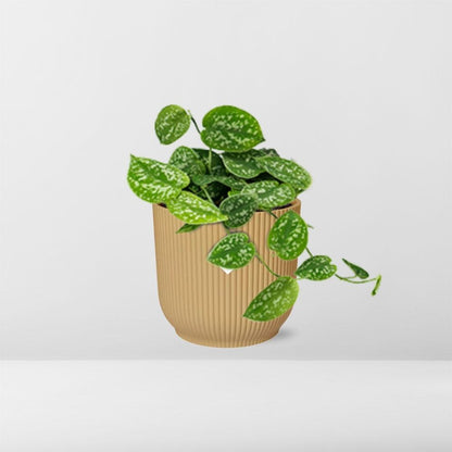 Scindapsus Pictus 'Argyraeus' in ELHO Vibes Fold 14cm yellow