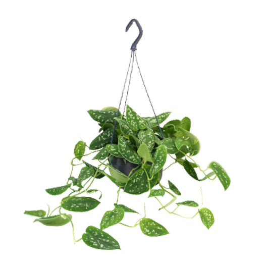 Scindapsus Pictus Argyraeus - Ø15cm - ↕25cm - Ø15cm - ↕25cm