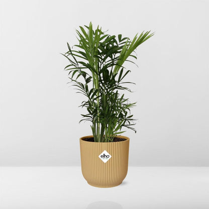 Chamaedorea Elegans in ELHO Vibes Fold 14cm yellow