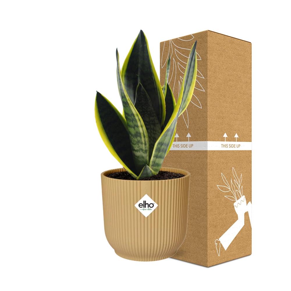 Sansevieria Futura Superba in ELHO Vibes Fold 14cm yellow