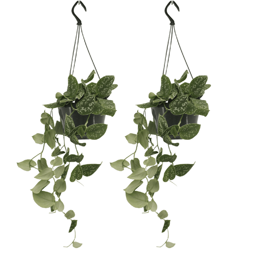 Scindapsus Pictus (Epipremnum) - 2 pieces - Ø15cm - ↕20cm