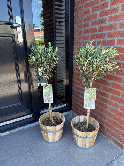 Green boutiQ - Plante de jardin - Olea Europaea - Plante sur tige - Plante de terrasse - Persistante - Peu d'entretien - Pot 19cm Hauteur 90cm
