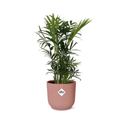 Chamaedorea Elegans in ELHO Vibes Fold 14cm pink