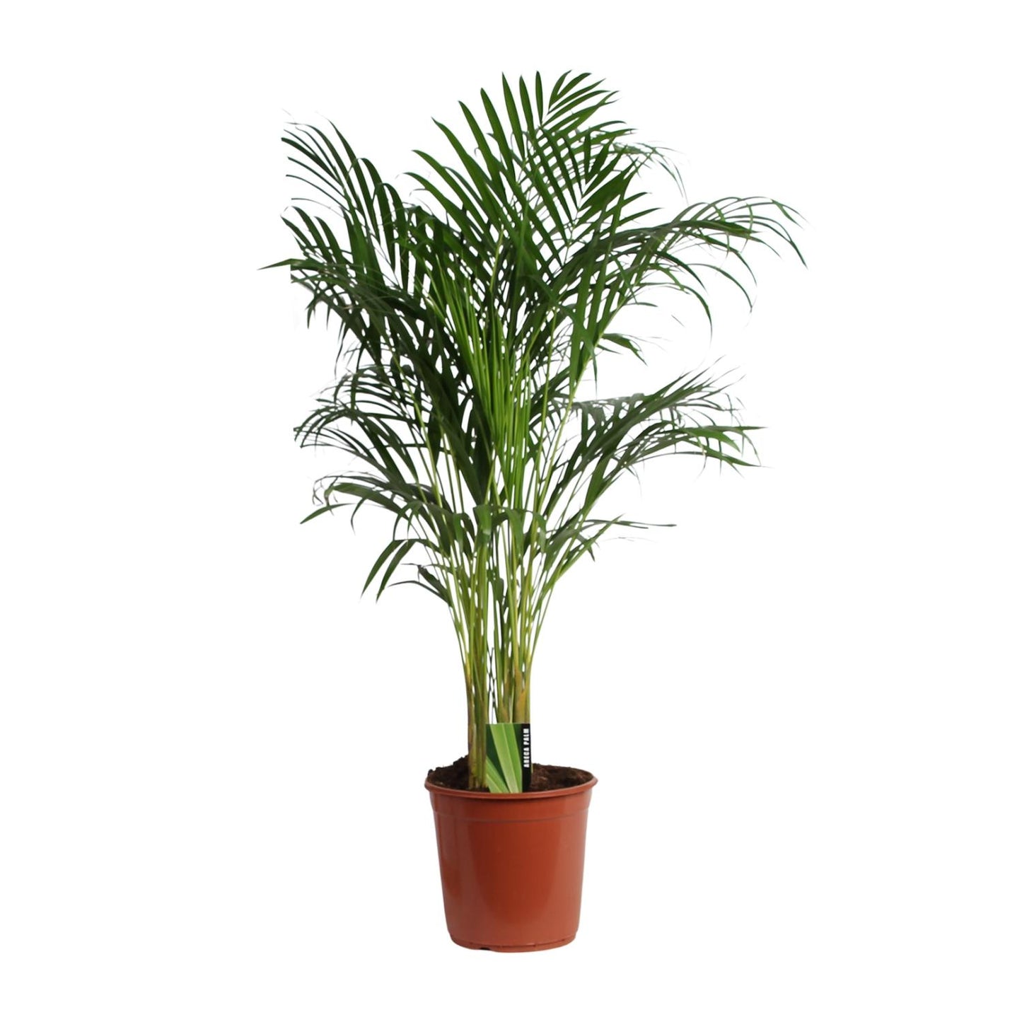 Dypsis Lutescens (Aréca) A2 - Ø24cm - ↕120cm