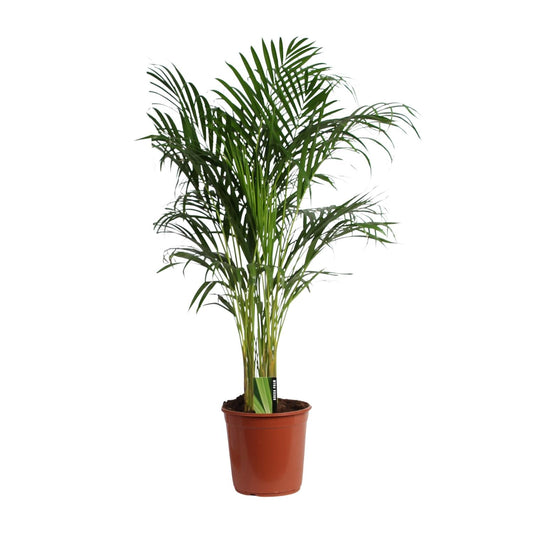 Dypsis Lutescens (Aréca) A2 - Ø24cm - ↕120cm