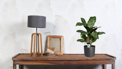 Aglaonema Feu Vert (Decorum) - Ø17cm - ↕60cm