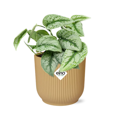 Scindapsus Pictus 'Trebie' in ELHO Vibes Fold 14cm yellow