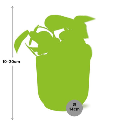 Scindapsus Pictus 'Trebie' in ELHO Vibes Fold 14cm yellow
