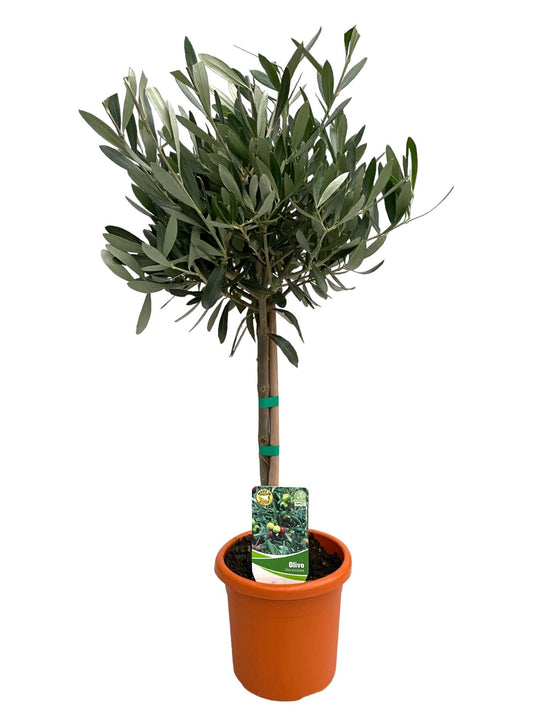 Olea Europaea "sur Tige" - Ø15cm - ↕60cm