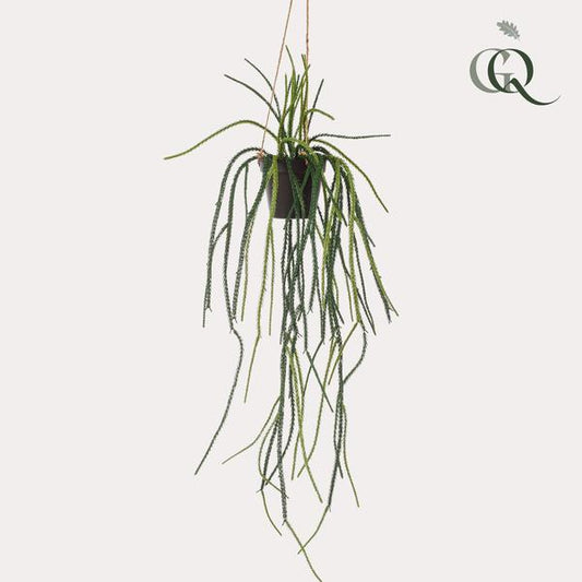Plante artificielle - Rhypsalis - Cactus corail - 85 cm