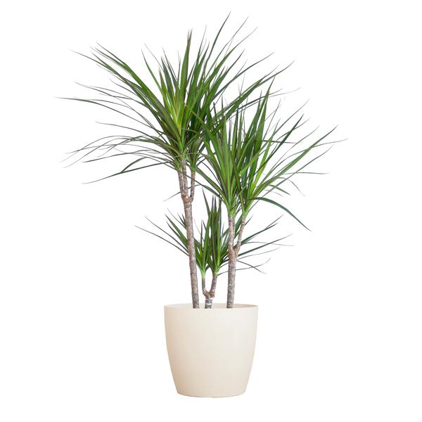 Dracaena Marginata met Viber wit - 95cm - Ø21