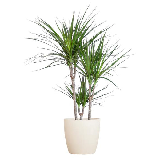 Dracaena Marginata met Viber wit - 95cm - Ø21