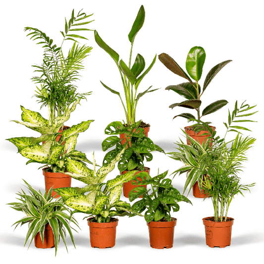 Boîte surprise - Ø12cm - ↕25cm - x10