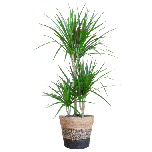 Dracaena Marginata met Lissabon mand zwart - 95cm - Ø21