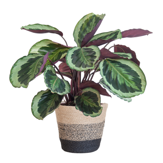 Calathea Medaillon met Lissabon mand zwart - 65cm - Ø19