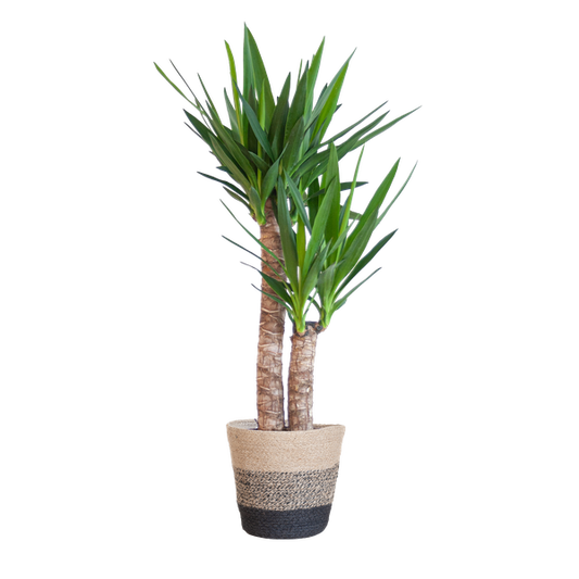 Yucca Elephantipes met Mand Lissabon zwart - 90cm - Ø21