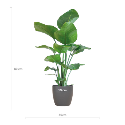 Strelitzia Nicolai met Viber pot grijs - 80cm - Ø21