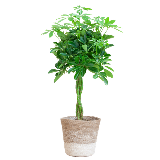 Schefflera Arab Nora met Mand Lissabon wit  - 70cm - Ø21