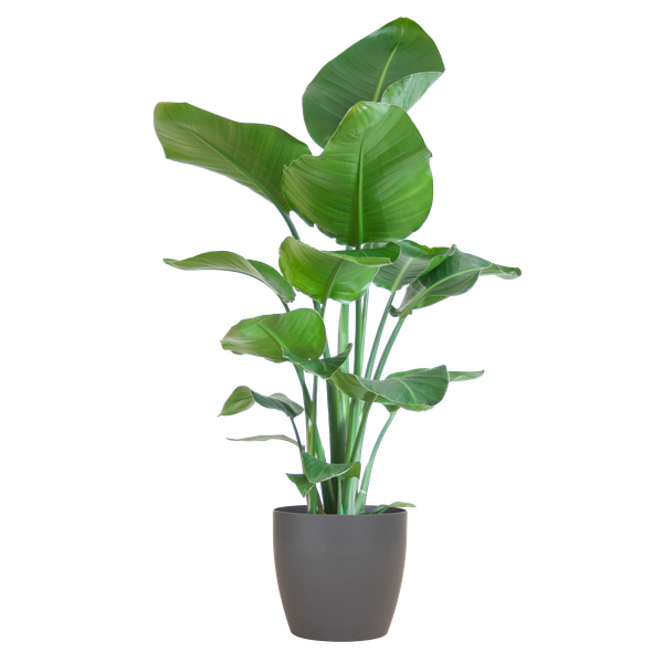 Strelitzia Nicolai met Viber pot grijs - 80cm - Ø21