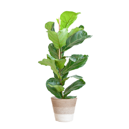 Ficus Lyrata met Mand Lissabon wit - 80cm - Ø21