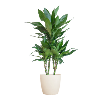 Dracaena  Janet Lindt met Viber wit - 95cm - Ø21