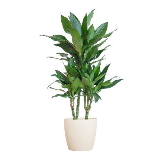 Dracaena  Janet Lindt met Viber wit - 95cm - Ø21