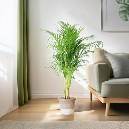 Areca Palm (Dypsis) met Lissabon mand wit - 100cm - Ø21