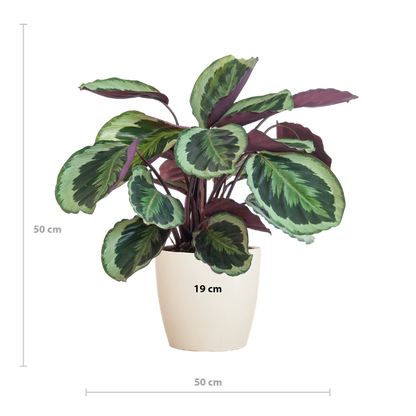 Calathea Medaillon met Viber wit - 65cm - Ø19