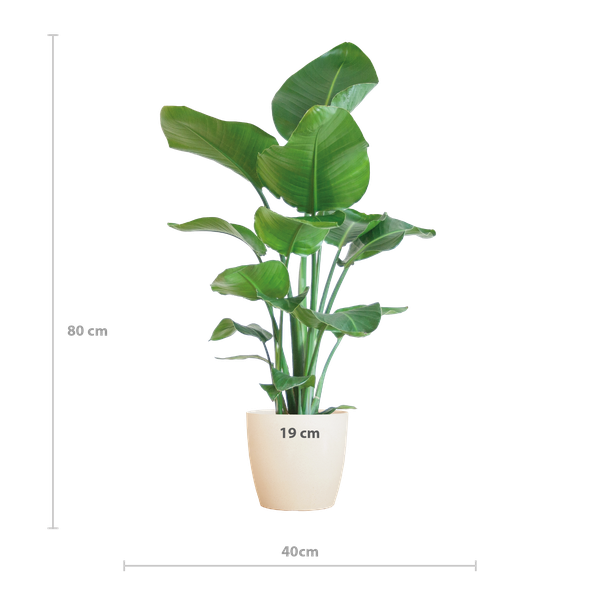 Strelitzia Nicolai met Viber pot wit - 80cm - Ø21