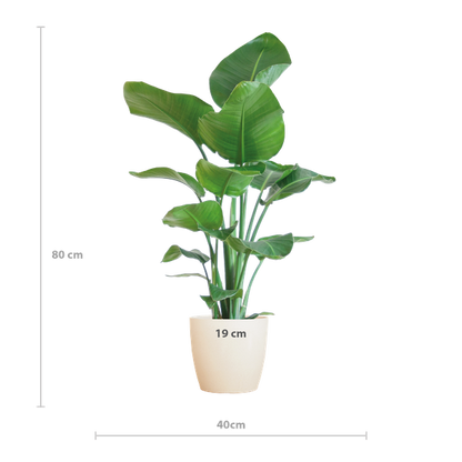 Strelitzia Nicolai met Viber pot wit - 80cm - Ø21