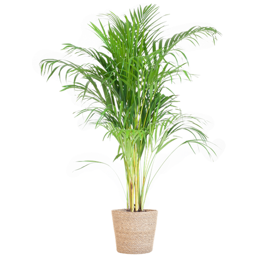 Areca Palm (Dypsis) met Sofia mand naturel - 100cm - Ø21