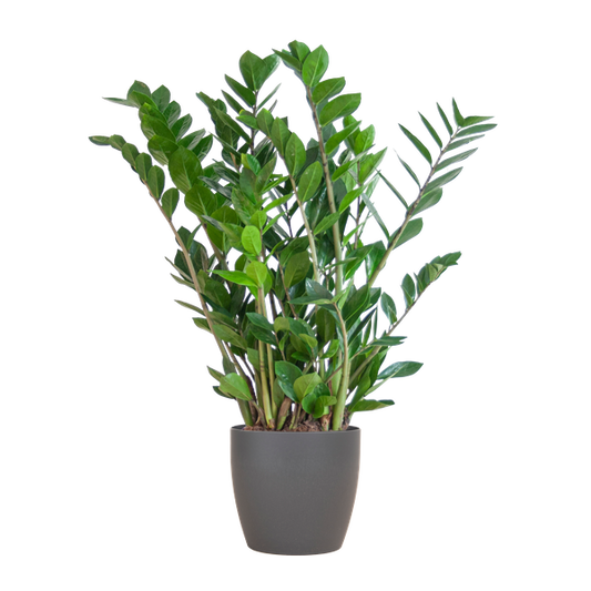 Zamioculcas Zamiifolia met Viber grijs - 80cm - Ø21