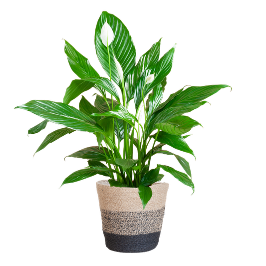 Spathiphyllum met Mand Lissabon zwart - 80cm - Ø21